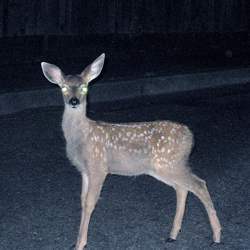 Deer in headlights